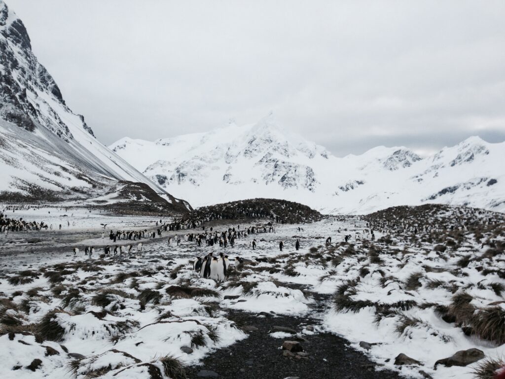 Ecological Grief Series: Right Whale Bay, South Georgia.53.9859° S, 37.5988° W